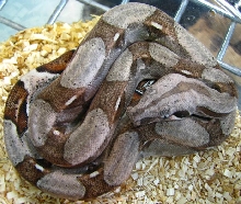 Boa c. imperator