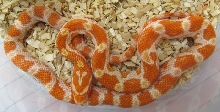 Elaphe guttata