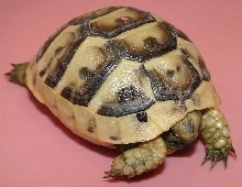 Testudo graeca