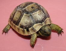 Testudo graeca