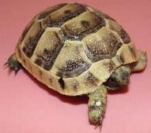 Testudo graeca