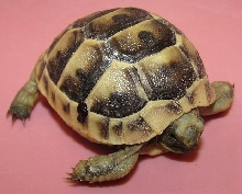 Testudo graeca