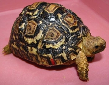 Geochelone pardalis