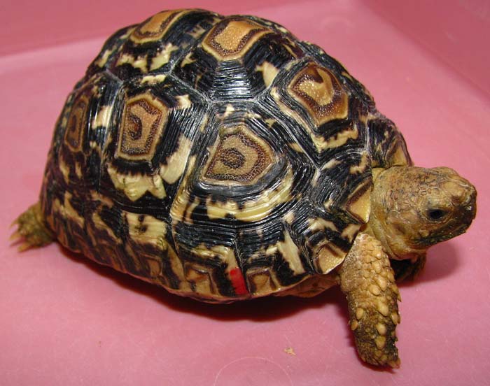Geochelone pardalis
