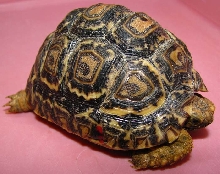 Geochelone pardalis