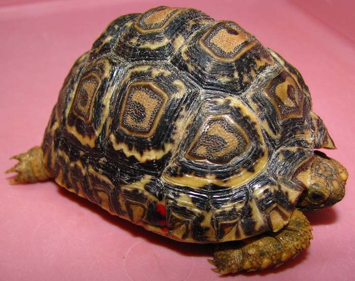 Geochelone pardalis