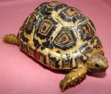 Geochelone pardalis