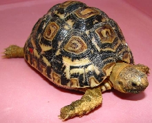 Geochelone pardalis