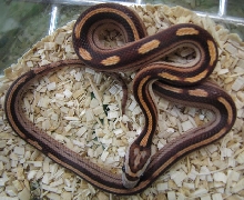 Elaphe guttata