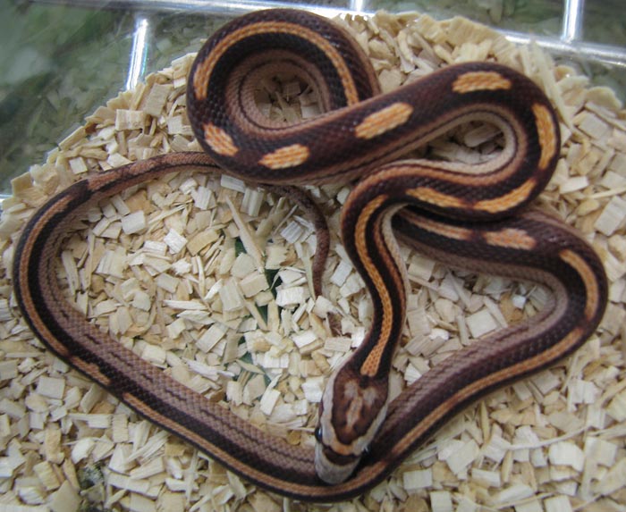 Elaphe guttata