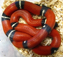 Lampropeltis t. nelsoni