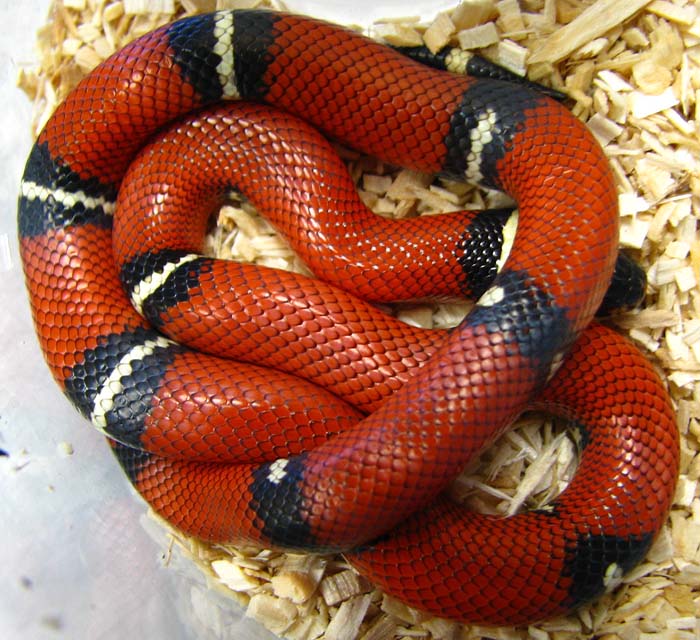 Lampropeltis t. nelsoni