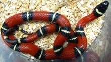 Lampropeltis t. nelsoni
