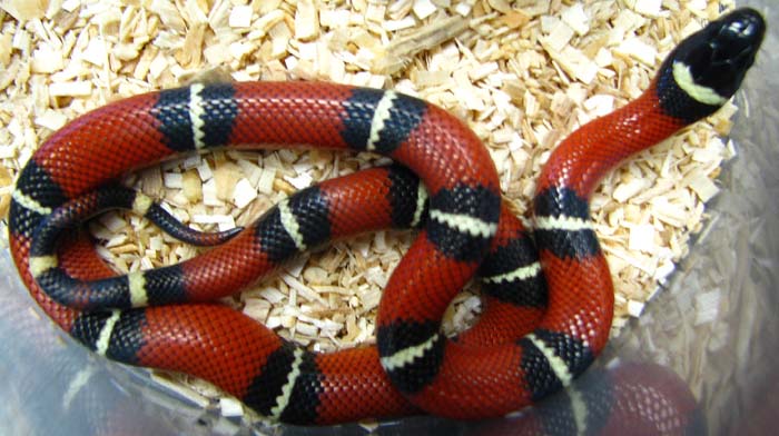 Lampropeltis t. nelsoni