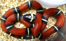 Lampropeltis t. nelsoni