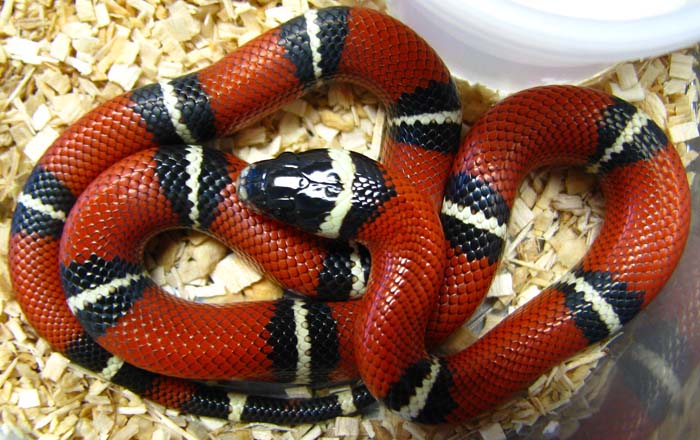 Lampropeltis t. nelsoni