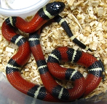 Lampropeltis t. nelsoni
