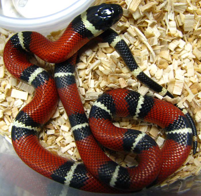 Lampropeltis t. nelsoni