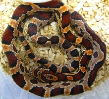 Elaphe guttata