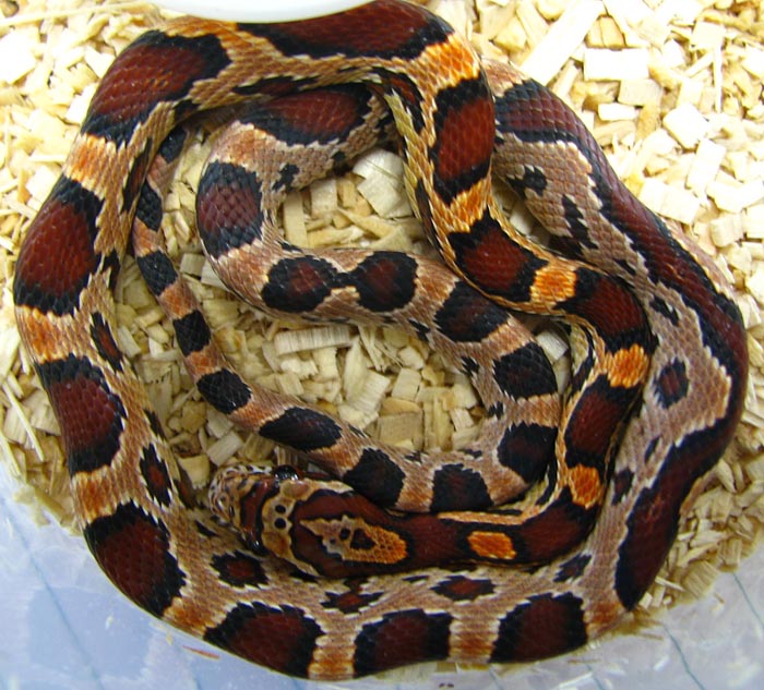 Elaphe guttata