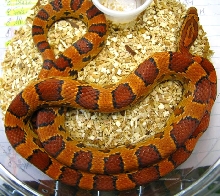 Elaphe guttata