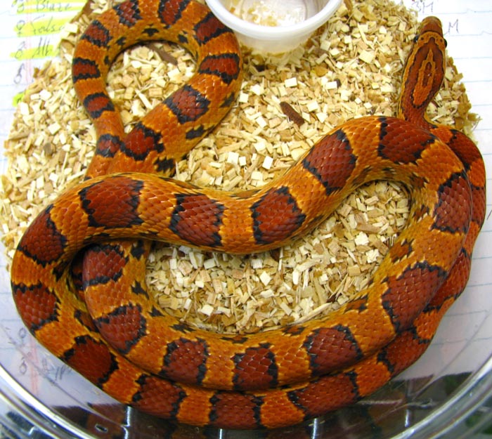 Elaphe guttata