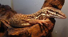 Varanus acanthurus