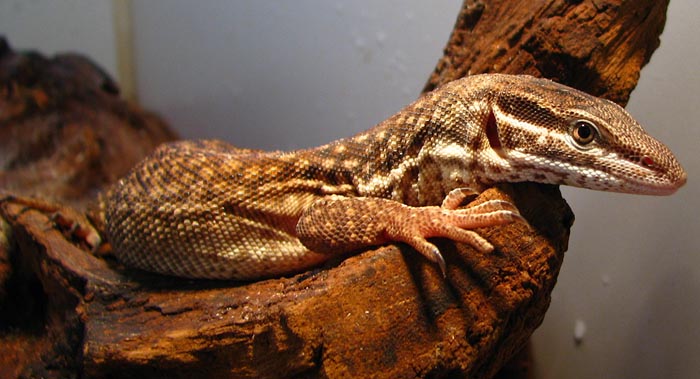 Varanus acanthurus