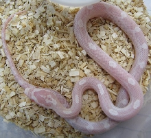 Elaphe guttata