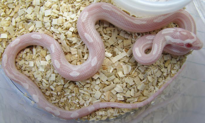 Elaphe guttata