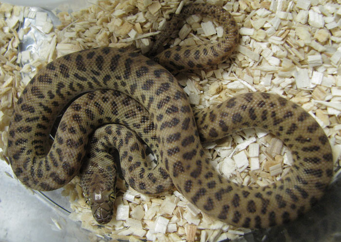 Antaresia maculosa