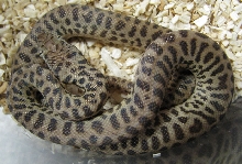 Antaresia maculosa