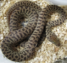 Antaresia maculosa