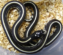 Lampropeltis g. californiae