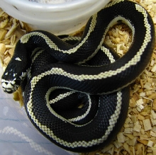 Lampropeltis g. californiae