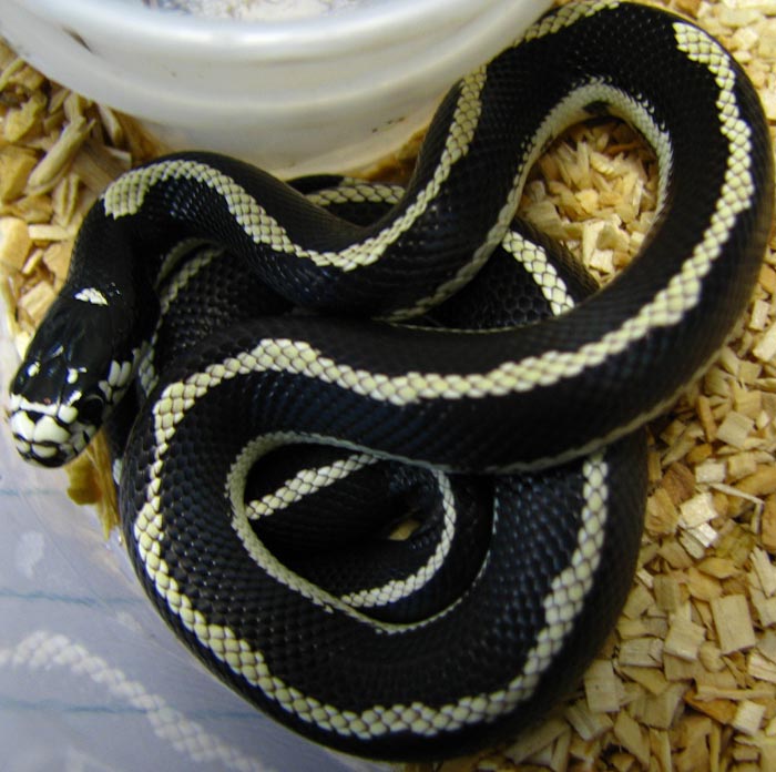 Lampropeltis g. californiae