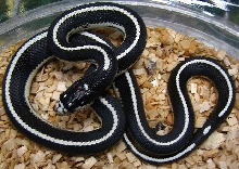 Lampropeltis g. californiae