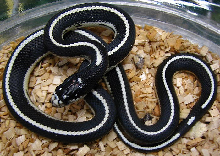 Lampropeltis g. californiae