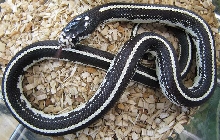 Lampropeltis g. californiae