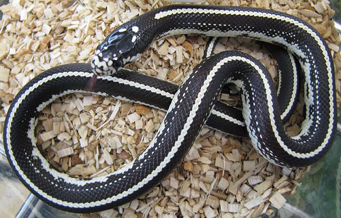 Lampropeltis g. californiae