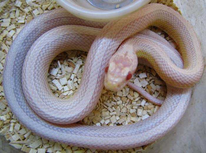Elaphe guttata