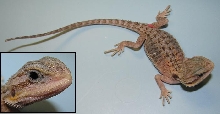 Pogona vitticeps
