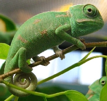 Chamaeleo calyptratus pic 1