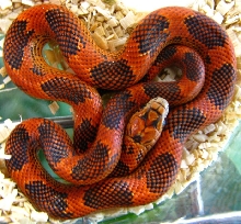 Lampropeltis g. goini