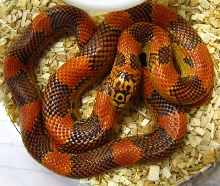 Lampropeltis g. goini