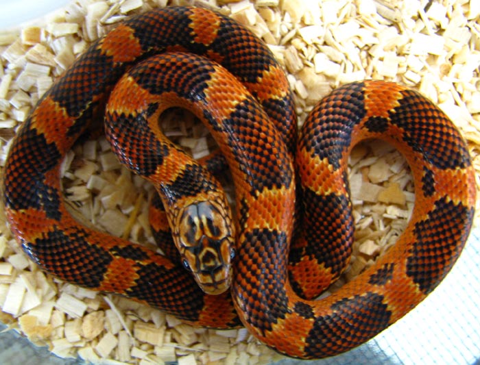 Lampropeltis g. goini