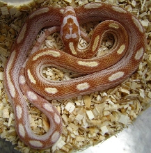 Elaphe guttata