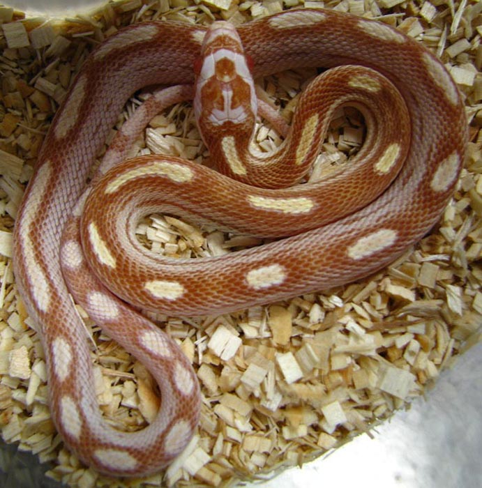 Elaphe guttata