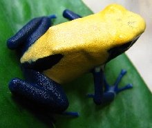 Citronella tinctorus