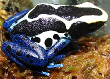Dendrobates tinctorius